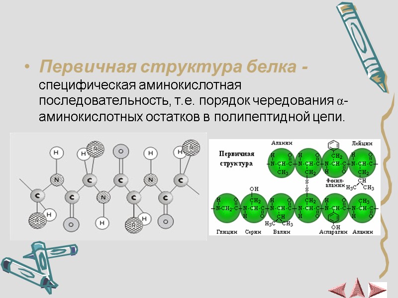 Структура белка Первичная структура белка - специфическая аминокислотная последовательность, т.е. порядок чередования α- аминокислотных